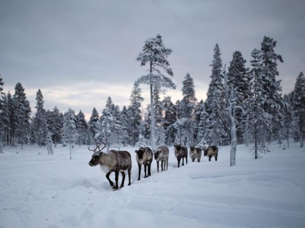 Finland Northern Lights holiday, Wilderness Auroras