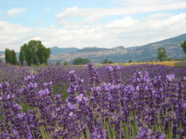 Umbria gourmet tour, Italy