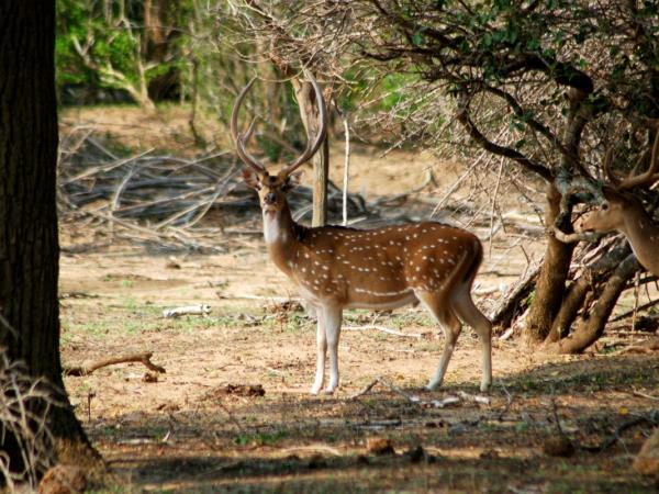Sri Lanka wildlife tour
