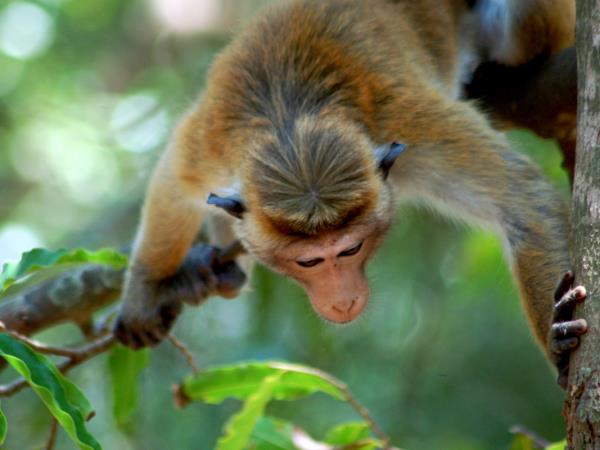 Sri Lanka wildlife tour