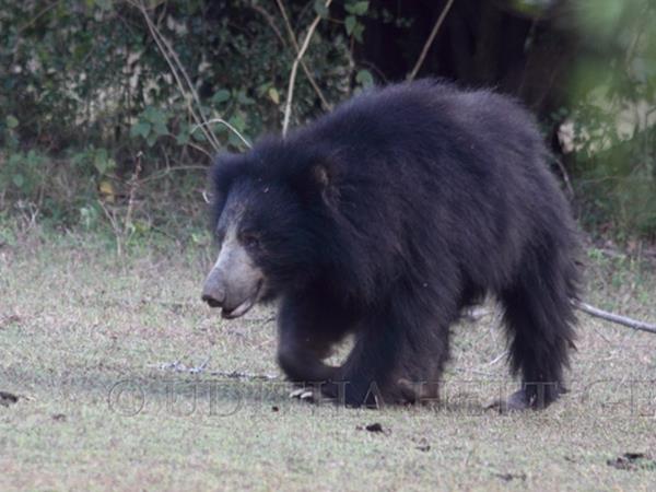 Sri Lanka wildlife tour