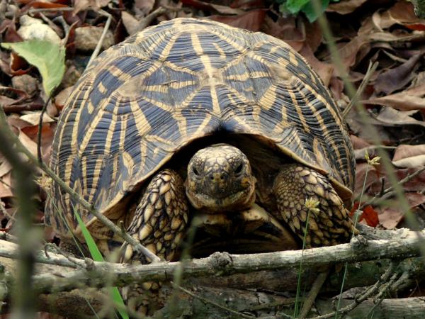 Sri Lanka wildlife tour