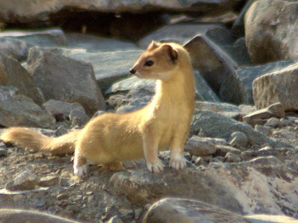 Tibet wildlife holiday, Tibet Plateau mammals