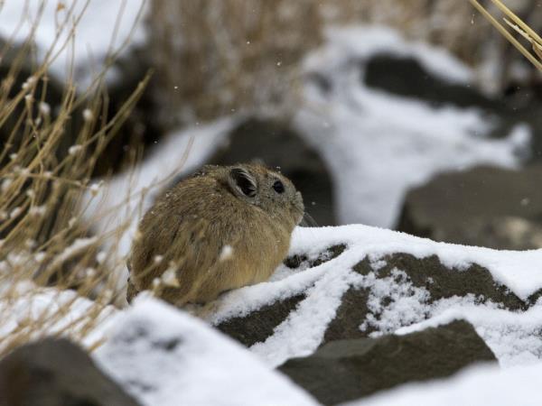 Tibet wildlife holiday, Tibet Plateau mammals