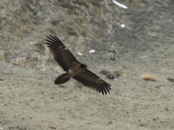 Tibet wildlife holiday, Tibet Plateau mammals