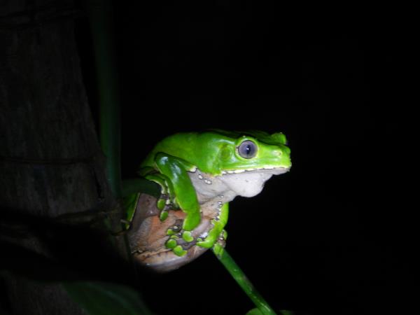 Chalalan Ecolodge in Madidi National Park