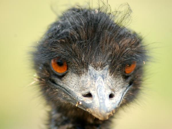 Western Australia wildlife holiday