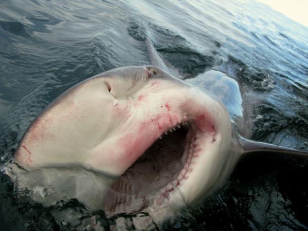 Western Australia wildlife holiday