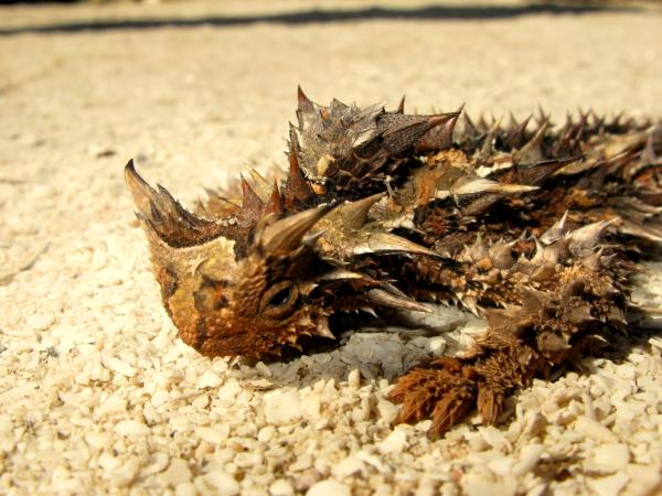 Western Australia wildlife holiday