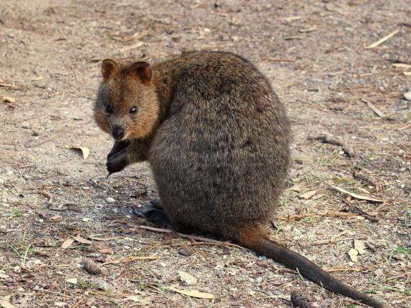 Western Australia wildlife holiday