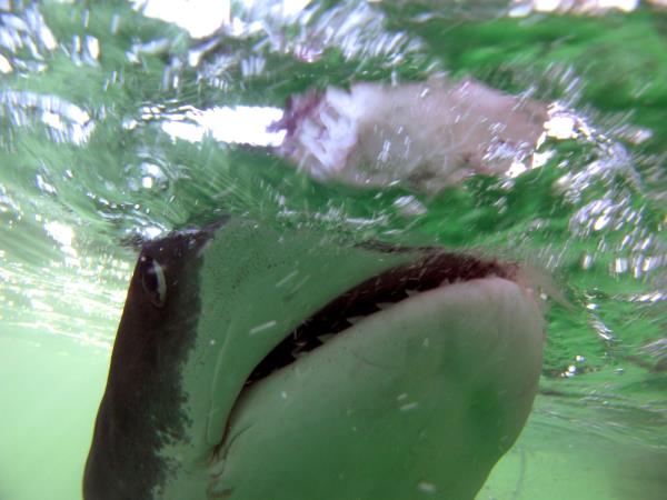 Western Australia wildlife holiday