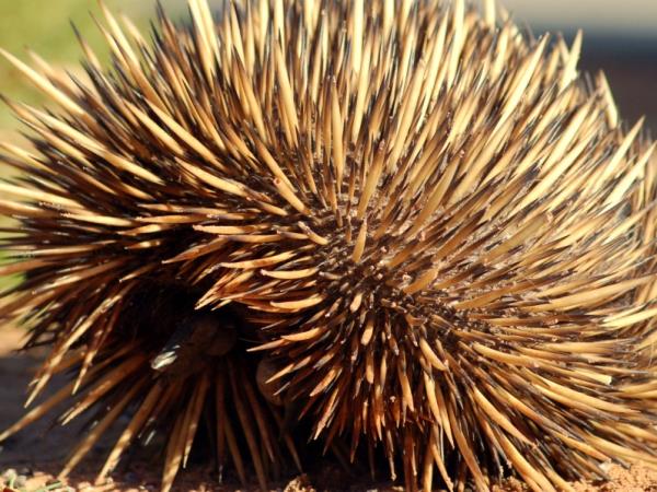 Western Australia wildlife holiday