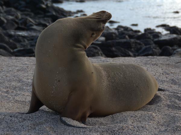 Galapagos tailor made adventure holiday
