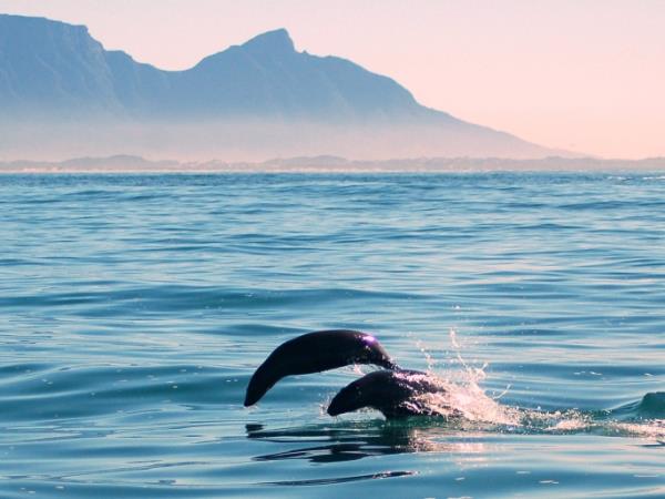Western Cape wildlife holiday in South Africa