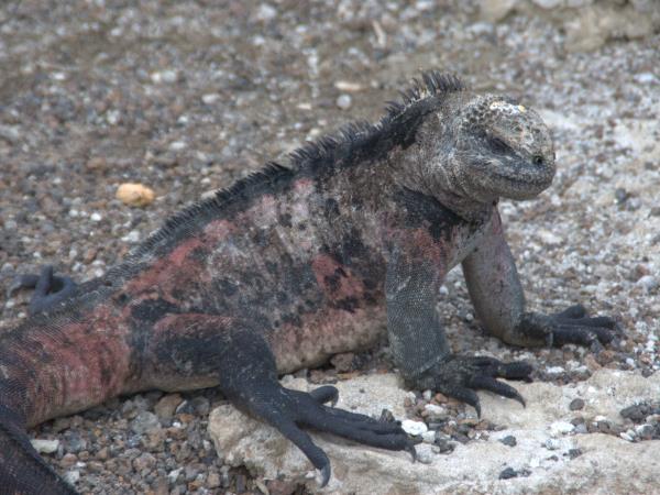 Galapagos tailor made adventure holiday