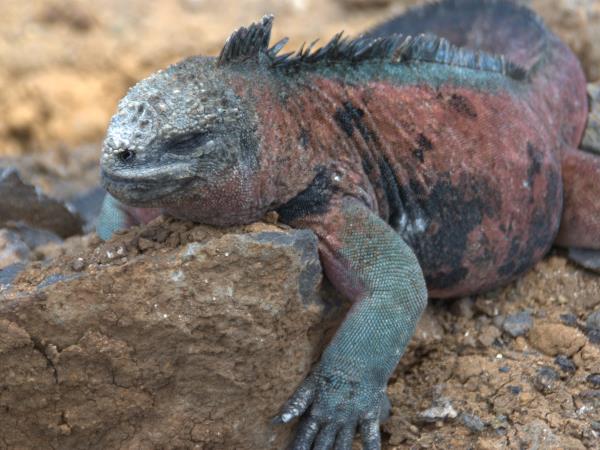 Galapagos tailor made adventure holiday