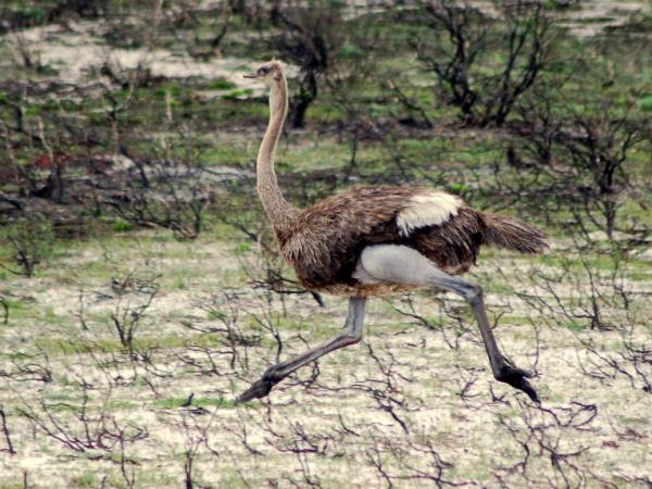 Western Cape wildlife holiday in South Africa