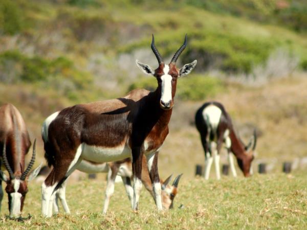 Western Cape wildlife holiday in South Africa