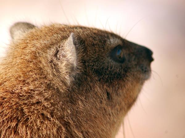 Western Cape wildlife holiday in South Africa