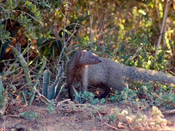 Western Cape wildlife holiday in South Africa