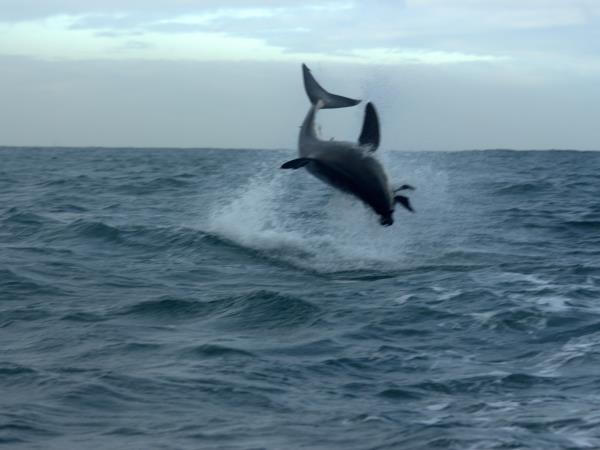 Western Cape wildlife holiday in South Africa