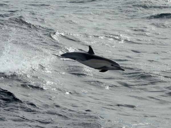 Western Cape wildlife holiday in South Africa