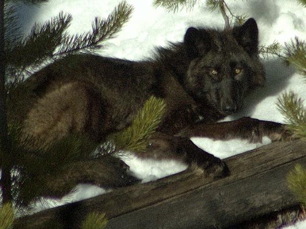 Wolf watching holiday in Yellowstone, USA