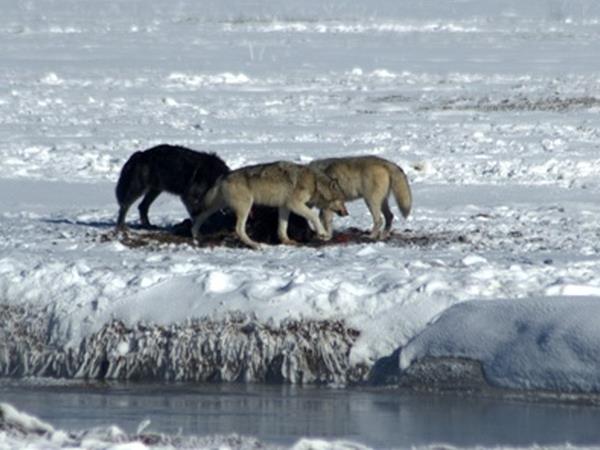 Wolf watching holiday in Yellowstone, USA