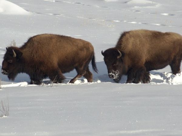 Wolf watching holiday in Yellowstone, USA