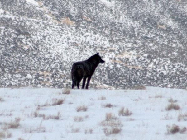 Wolf watching holiday in Yellowstone, USA