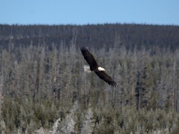 Wolf watching holiday in Yellowstone, USA
