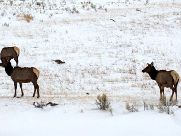 Wolf watching holiday in Yellowstone, USA