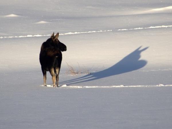 Wolf watching holiday in Yellowstone, USA