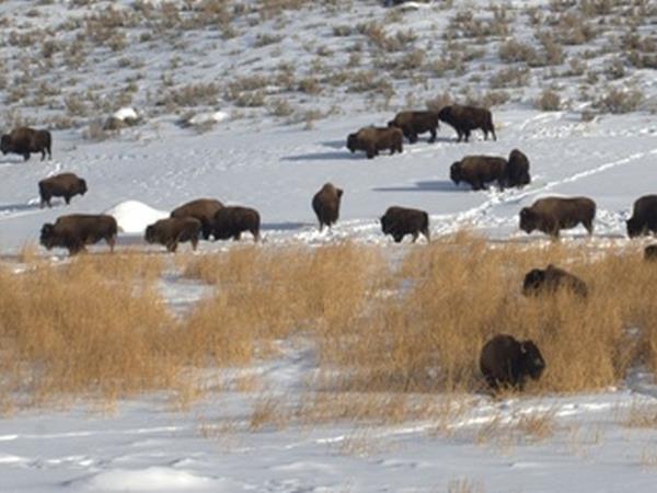 Wolf watching holiday in Yellowstone, USA