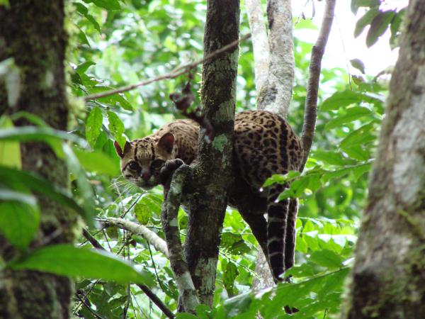 Ecuador adventure holiday, tailor made