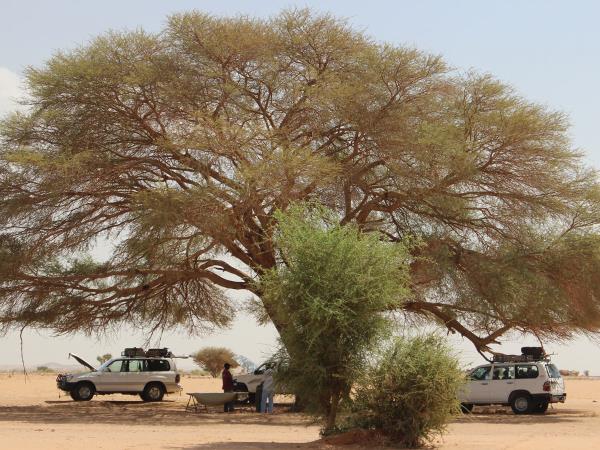 Sudan cultural holiday