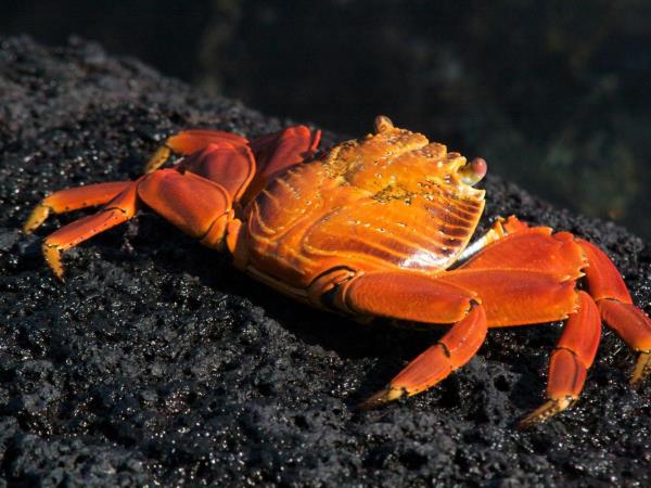 Peru and Galapagos active holiday