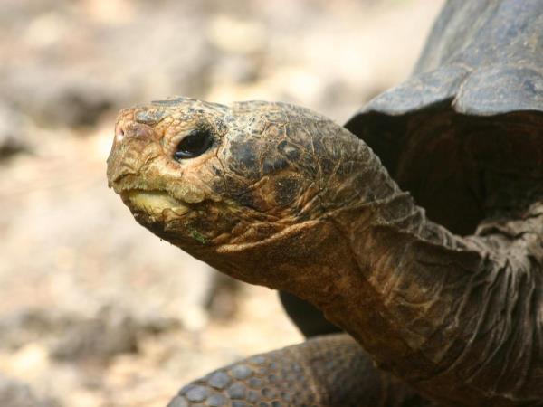 Peru and Galapagos active holiday