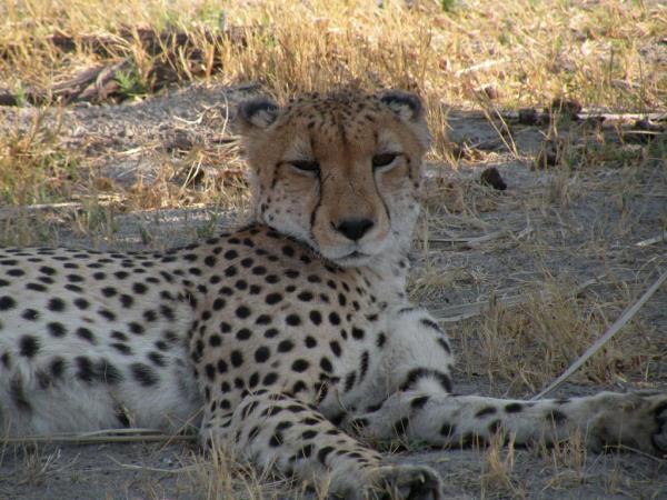 Okavango Delta and Victoria Falls luxury holiday