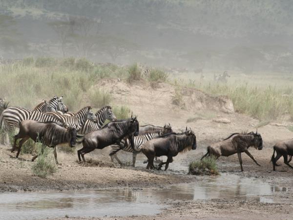 Tanzania safari holiday in the Serengeti