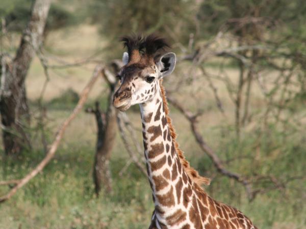 Tanzania safari holiday in the Serengeti