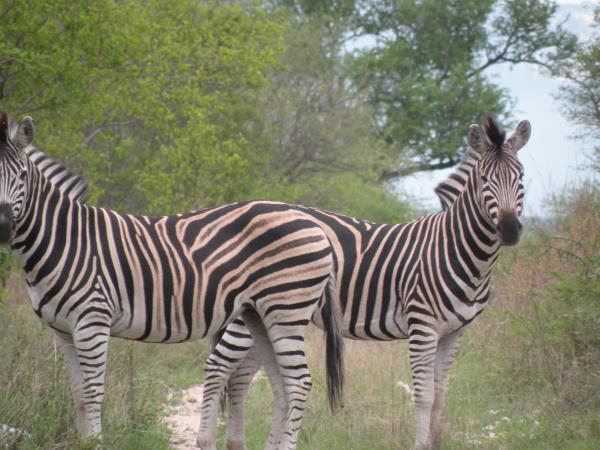 South Africa safari and Mauritius beach holiday