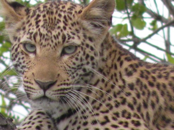South Africa safari and Mauritius beach holiday
