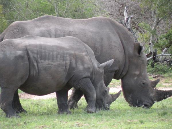 South Africa safari and Mauritius beach holiday