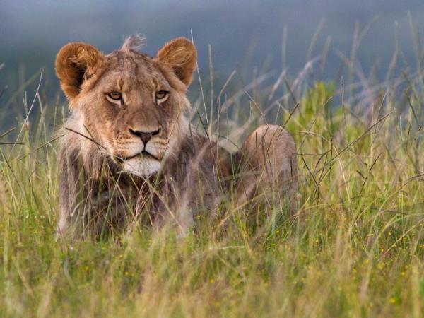 South Africa luxury holiday, Garden Route & safari
