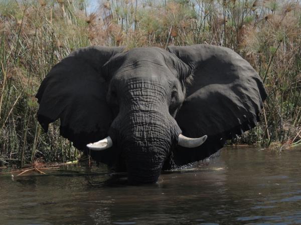 Southern Africa luxury wildlife & beach holiday