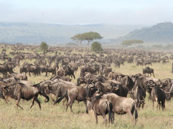 Tanzania Luxury safari holiday