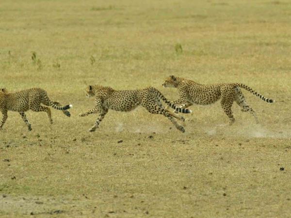 Tanzania Luxury safari holiday