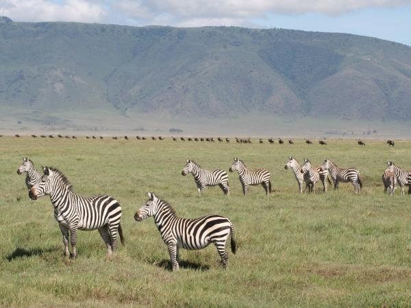 Tanzania Luxury safari holiday