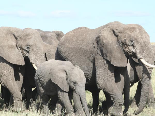 Tanzania Luxury safari holiday